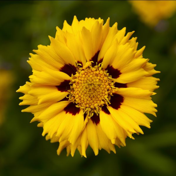 Coreopsis Andiamo Yellow Red from Syngenta - Year of the Coreopsis - National Garden Bureau