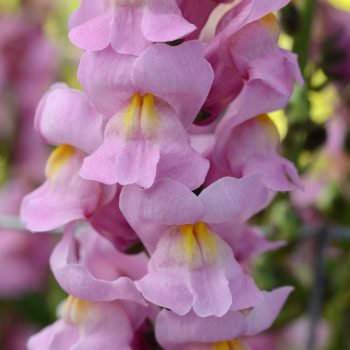 Snapdragon Rocket Orchid from PanAmerican Seed - Year of the Snapdragon - National Garden Bureau