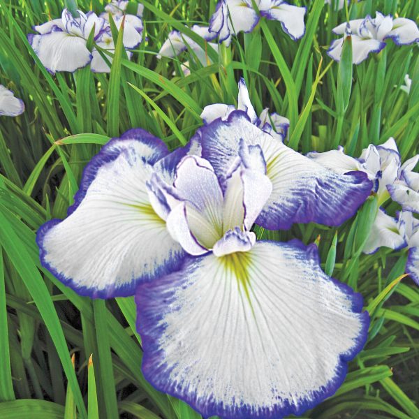 Iris Japanese Picotee by Brecks - Year of the Iris - National Garden Bureau