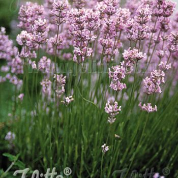 Lavender Ellogance by Jelitto - Year of the Lavender - National Garden Bureau