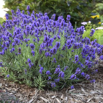 Lavender Sweet Romance by Proven Winners - Year of the Lavender - National Garden Bureau