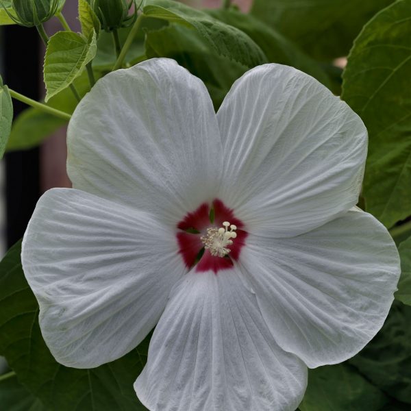 Disco Belle White from Sakata - Year of the Hardy Hibiscus - National Garden Bureau