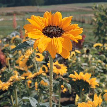 Soraya from All America Selections - Year of the Sunflower - National Garden Bureau