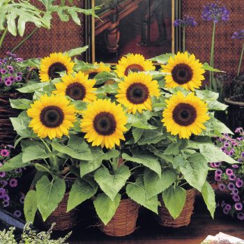 Sunny Smile from Takii - Year of the Sunflower - National Garden Bureau