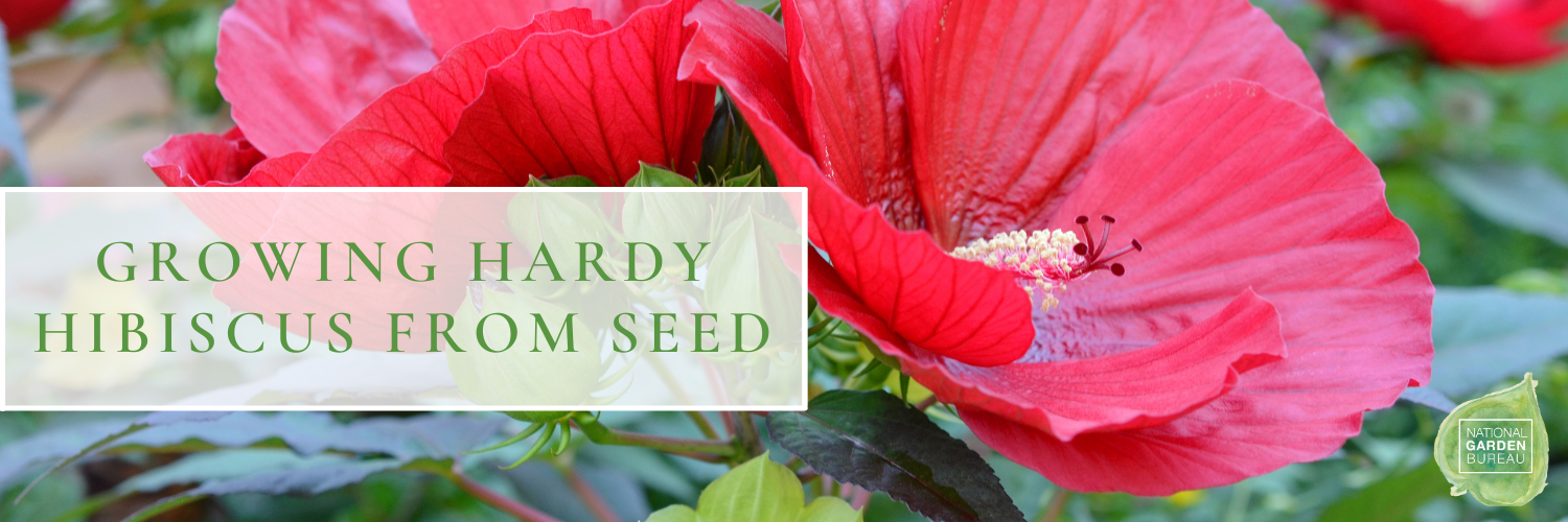 Hibiscus Syriacus Bonsai Tree Hibiscus Crimson Mallow 2018 - 10+ Seeds 