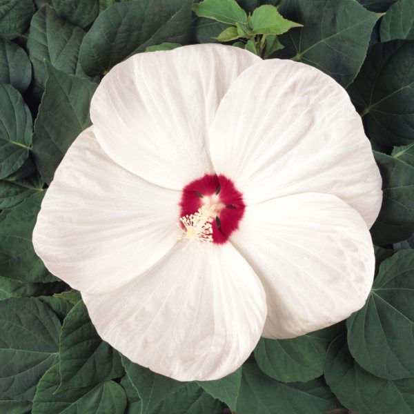 10 Giant Hibiscus Flower Seeds Hardy Mix Color 