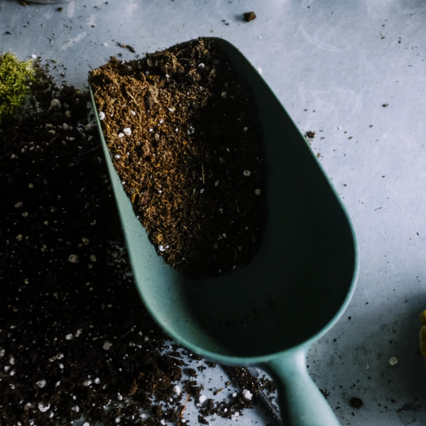 To know if Epsom Salts will help your tomatoes.