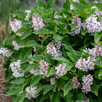 Little Lady from Bailey Nurseries - Year of the Lilac - National Garden Bureau