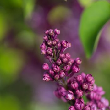 Virtual Violet from Bailey Nurseries - Year of the Lilac - National Garden Bureau