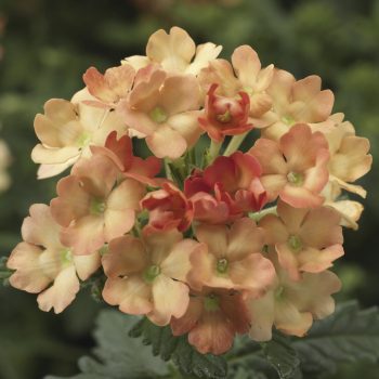 Obsession Apricot from Syngenta - Year of the Verbena - National Garden Bureau