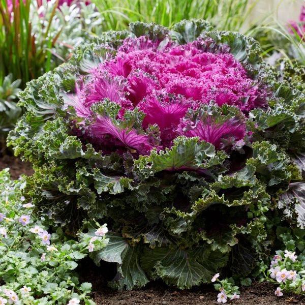 Kale Rainbow Candy Crush for your ornamental containers - National Garden Bureau