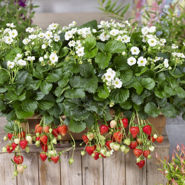 Strawberries are a great spiller in combination containers - National Garden Bureau