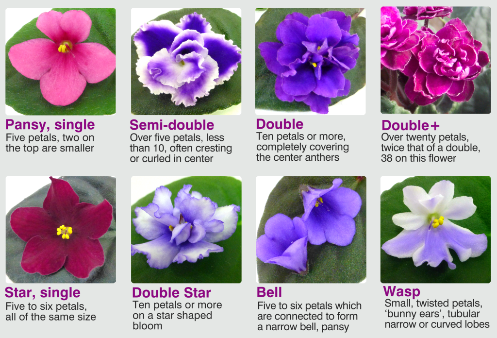African Violet different flower types - Year of the African Violet