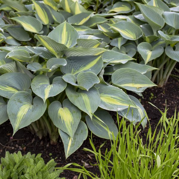Hosta Touch of Class - Walters Gardens - Year of the Hosta