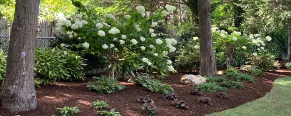 Understanding Shade: How to Create the Ultimate Shade Garden