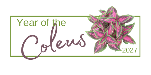 Coleus graphic