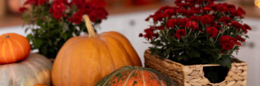 How to Manage Flying Insects Around Indoor Plants This Fall